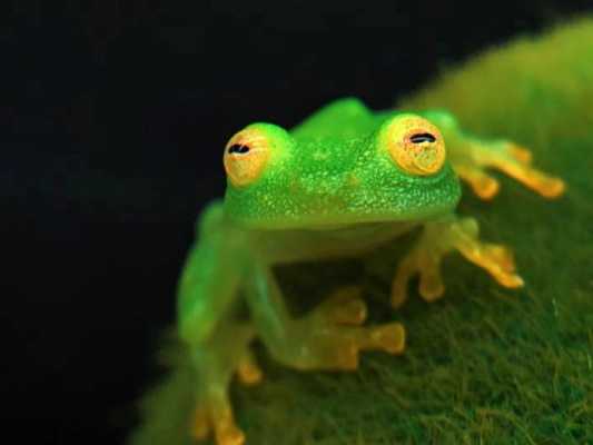 玻璃制品蛙（关于玻璃蛙的百科视频）