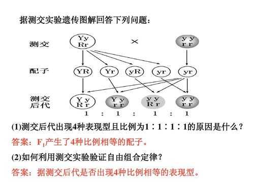 什么叫杂交玻璃制品图片（什么是杂交法）