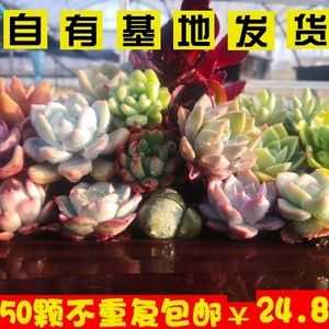 玻璃制品多肉（多肉植物玻璃翠怎么养）