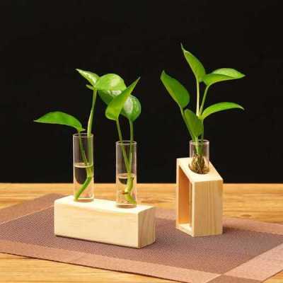植物摆件玻璃制品图片（植物摆放效果图）