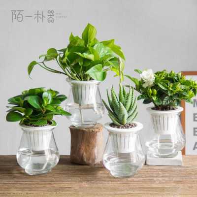 玻璃制品可以养花吗（玻璃养植物）